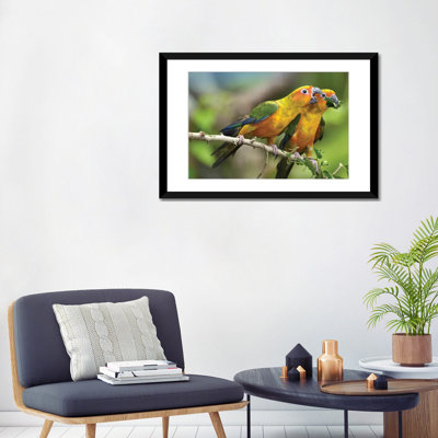 " Sun Parakeet Pair Feeding On Leaves, Native To South America " by Tim Fitzharris