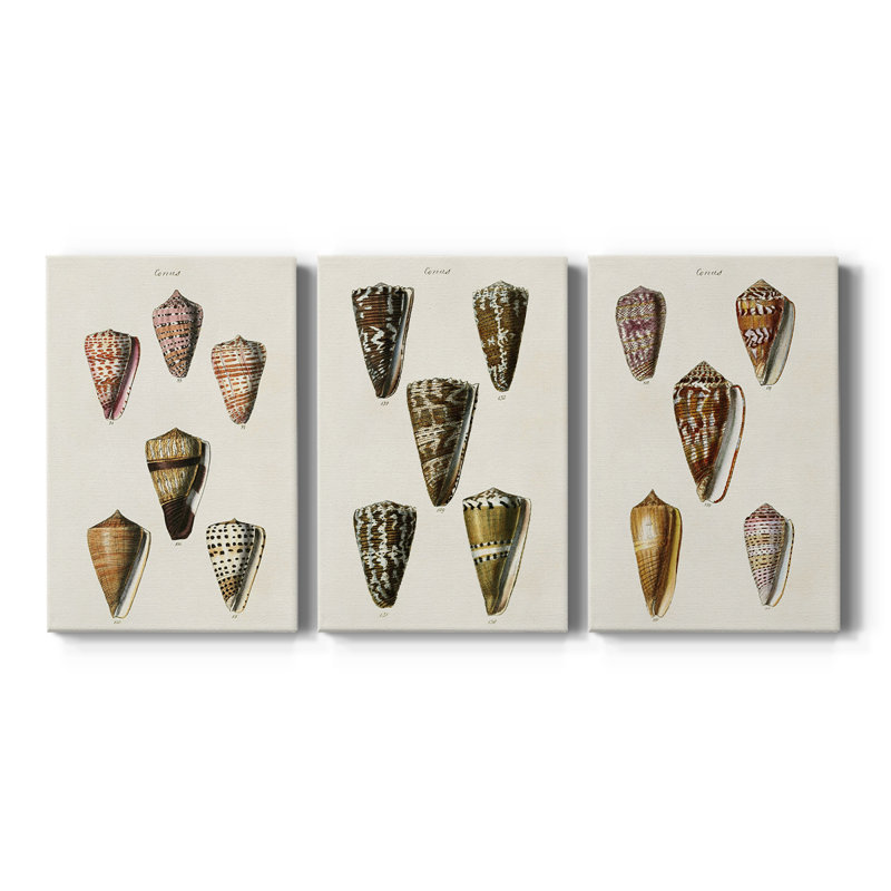 Cone Shell Collection IV - Toile tendue avec châssis sur mesure - 3 pièces, H 12 po x l 24 po