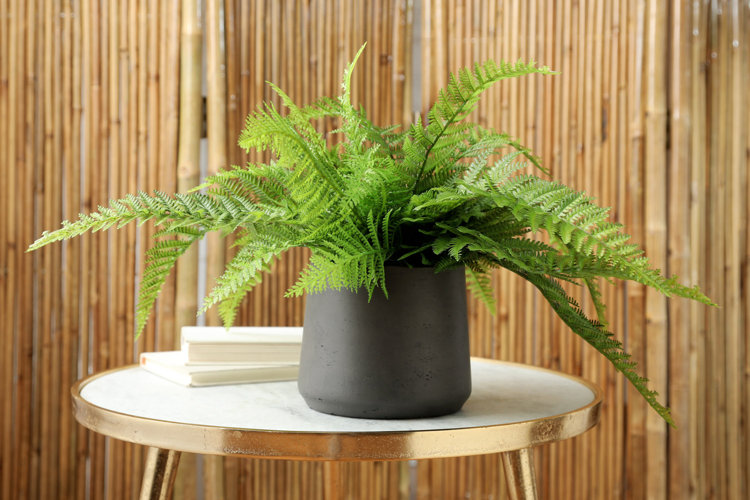 green fern houseplant on a side table 