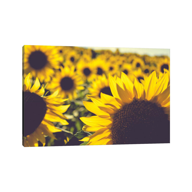 Dreamy Summer Sunflowers II 1 Piece Wrapped Canvas Wall Art, 20.32 cm H x 30.48 cm W