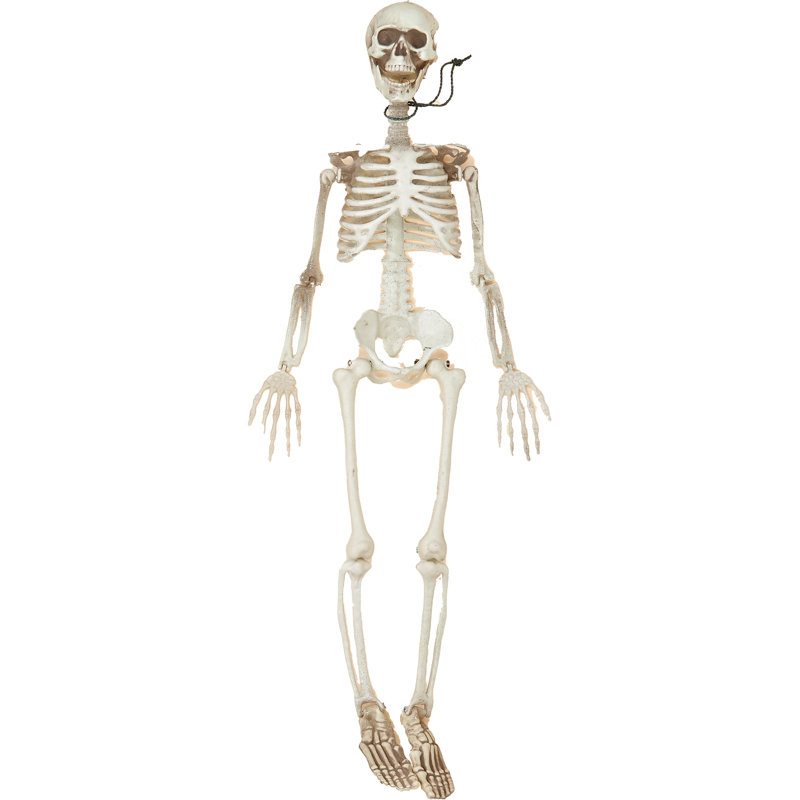 36" Posable Hanging or Sitting Halloween Skeleton