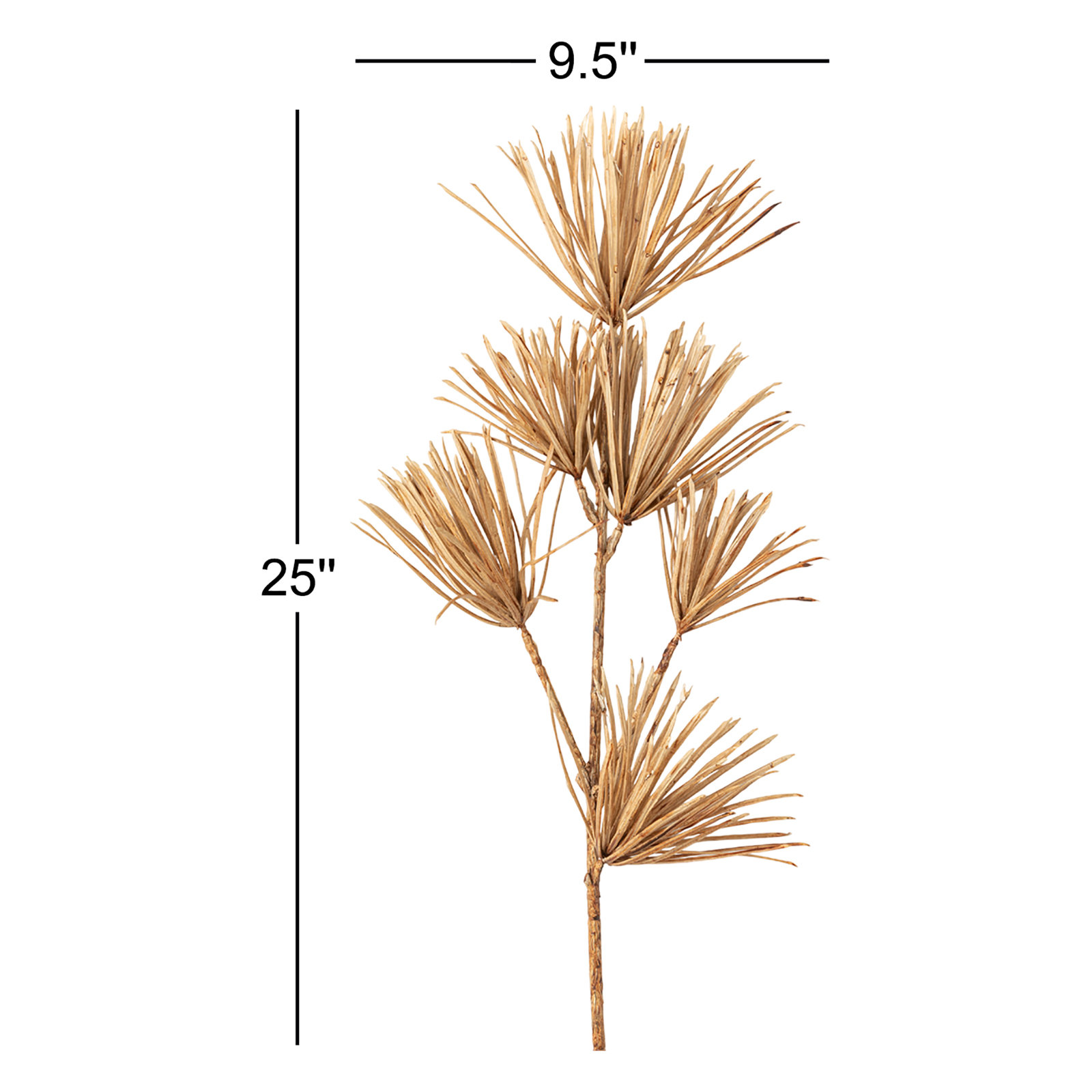 25" Amber Brown Podocarpus Stem; Brown