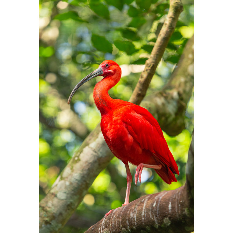 Closeup Of Scarlet Ibis by Carlos Grillo - Wrapped Canvas Print, 46cm H x 30cm W