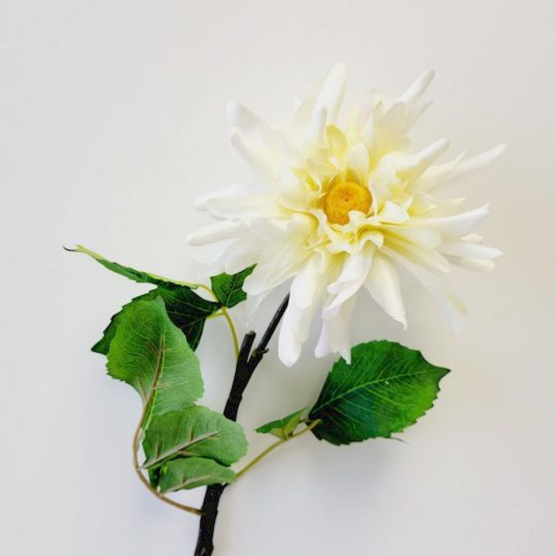 Tige de dahlia, Crème