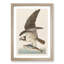 Osprey by John Audubon - Framed Print-55577948-55577951