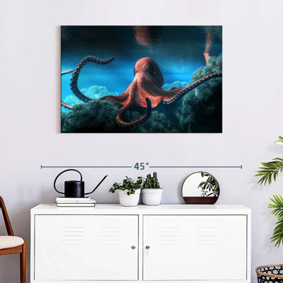Adult Octopus