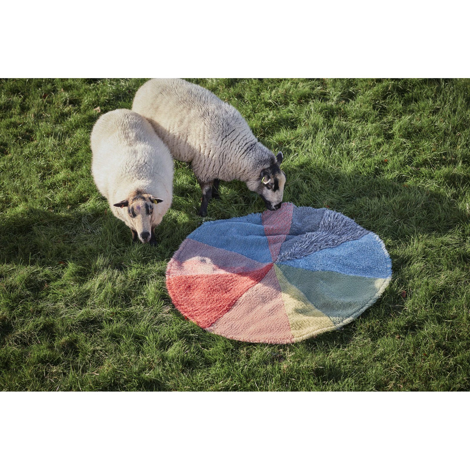 Donna Wilson Pie Chart Hand-Tufted Wool Rug