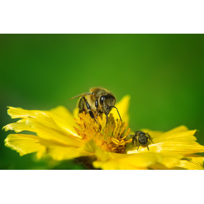 Bee On Flower by Oscar_killo - Wrapped Canvas Print
