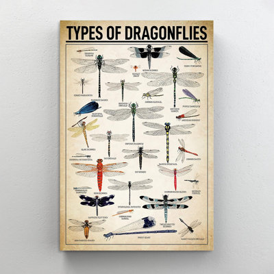 " Types Of Dragonflies Dragonfly Knowledge "