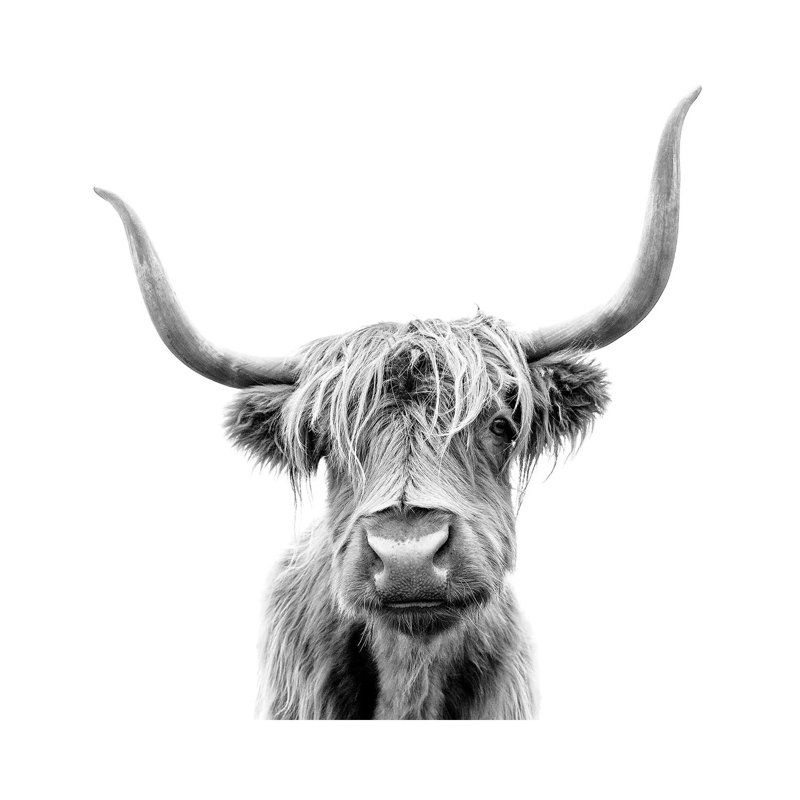 Scottish Highland Cattle - Wrapped Canvas Print, 66.04 cm H x 66.04 cm W