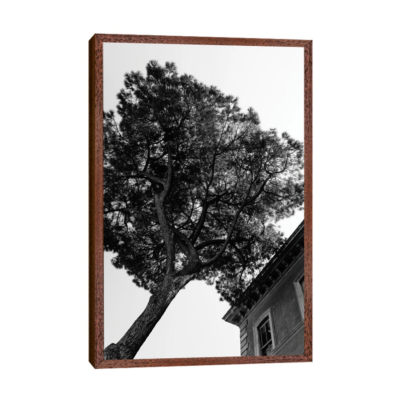 Italian Stone Pine Tree III by Bethany Young - Print on Canvas, Classic Brown Wood Framed, 101.6cm H x 66.04cm W x 3.81cm D