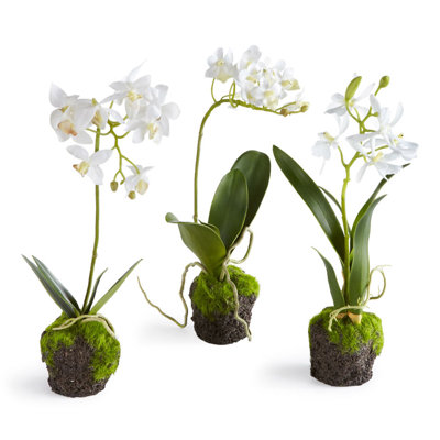Dendrobium Drop-In