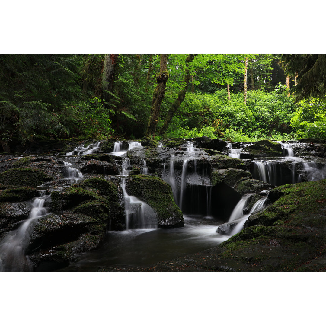 Vancouver Island Rainforest von EmilyNorton - Kunstdrucke auf Leinwand ohne Rahmen