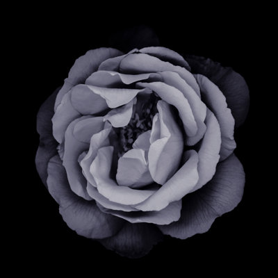 Monochrome Rose - Wrapped Canvas Print