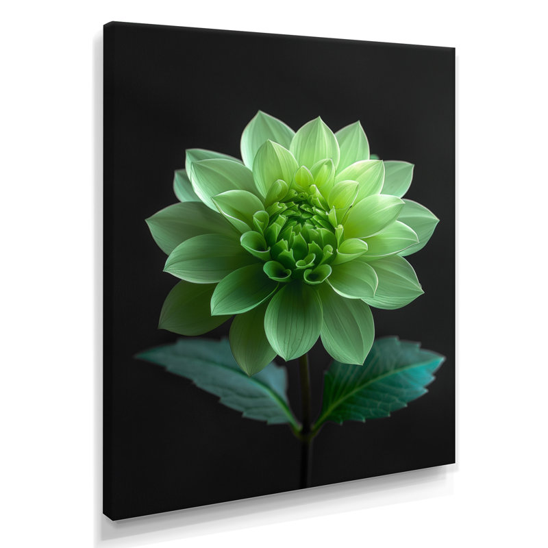 Dahlia noir et vert en photo monochrome - impression d'art mural Dahlia, Toile tendue, H 16 po x l 32 po