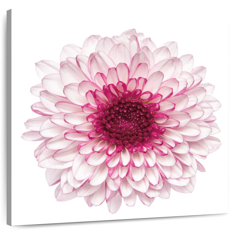 Harnek Pink Chrysanthemum