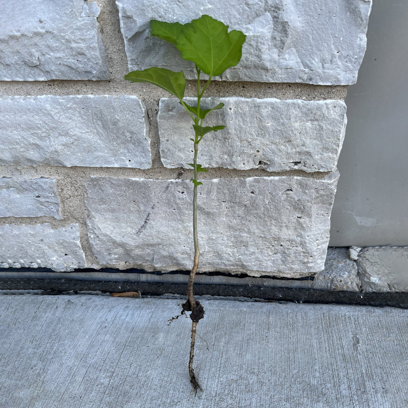 Primrue Live Hibiscus Plant