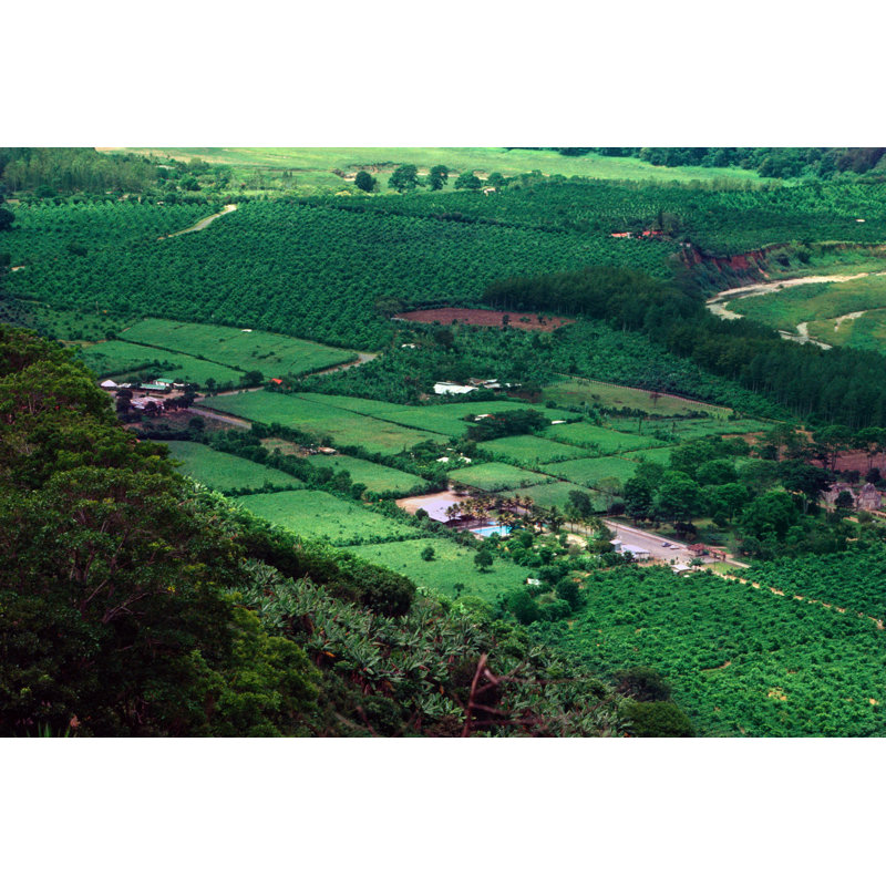 Coffee Plantations par Manuelvelasco, H 32 po x l 48 po