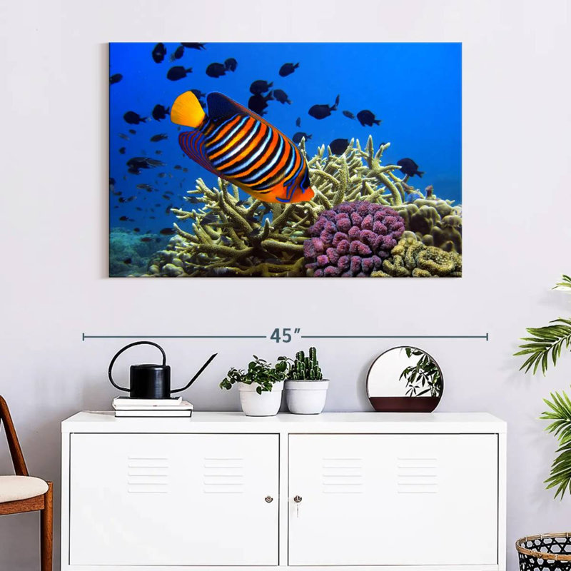 Brampt Royal Angelfish, 26" H x 39" W