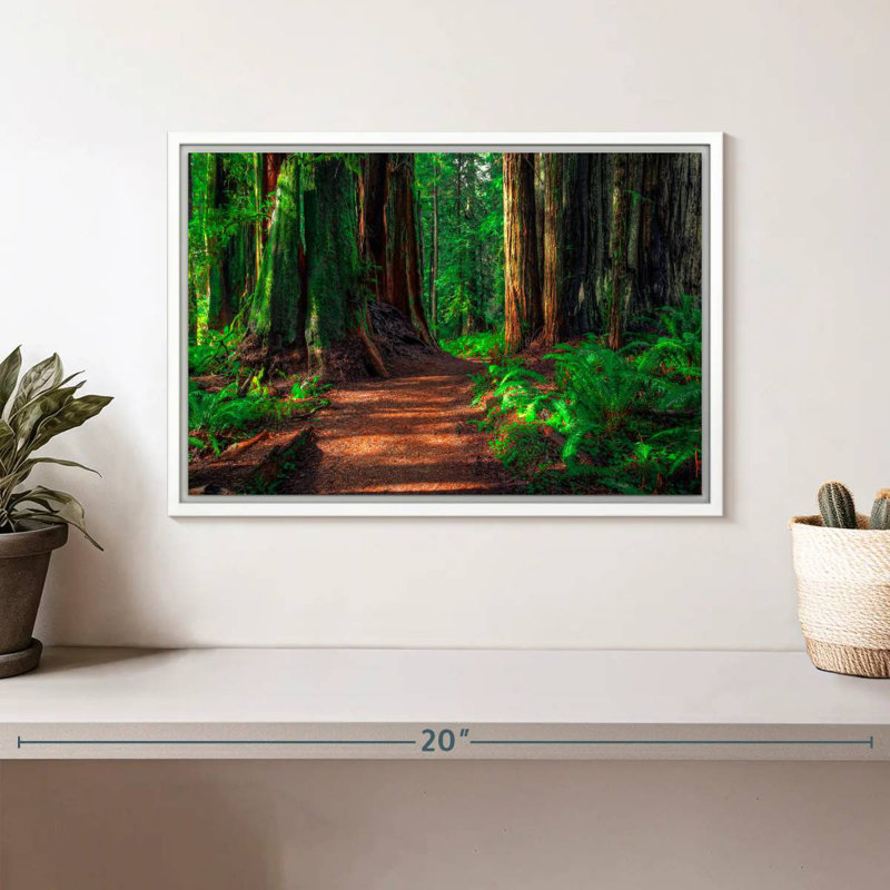 Redwood Forest Path, 13" X 9", Floating Frame White