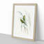 Warbling Grass-Parakeets by Elizabeth Gould - Framed Print-55612301-55612303