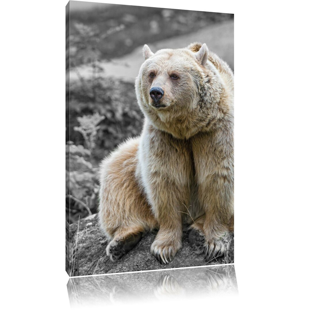 Leinwandbild Grizzlybär Bär auf Stein