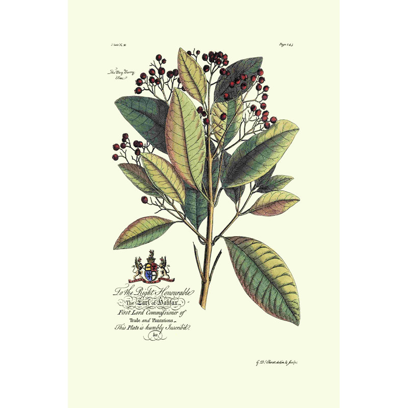 Royal Botanical VI, H 18 po x l 12 po