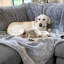Jeté pour animaux Cozy-98552409