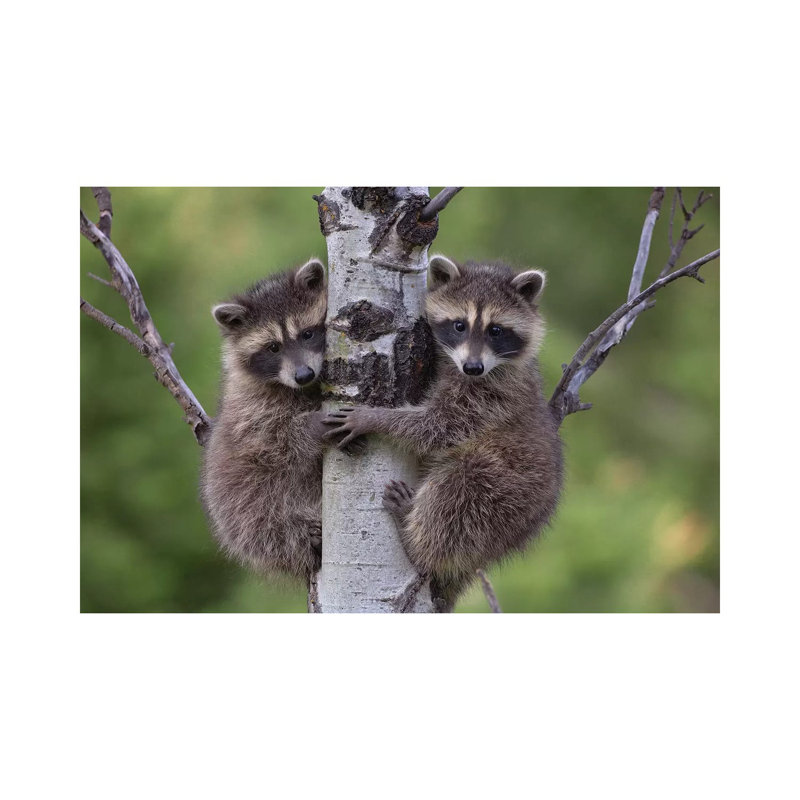Raccoon Two Babies Climbing Tree, North America I by Tim Fitzharris - Wrapped Canvas Print