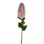 Hydrangea Stem-1909372783
