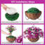 Arrangement de marguerites-1981490506