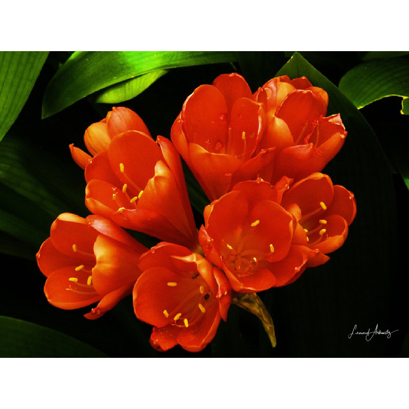 Fleurs de Lianne par Leonard Askowitz - photographie