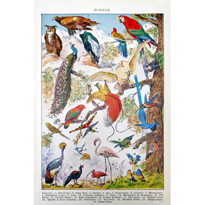 Illustration Birds by Gwengoat - Wrapped Canvas Print