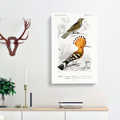Bird Illustrations PL. 51 by Charles D' Orbigny - Wrapped Canvas Painting