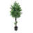 Olive Tree Outdoor/indoor