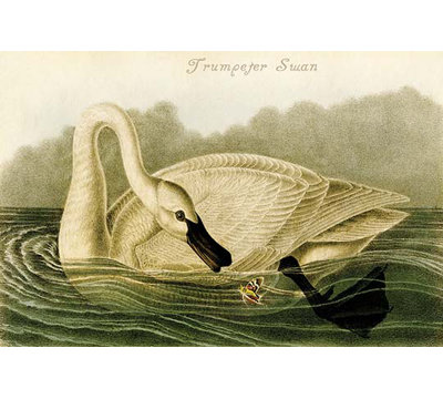 Imprimé de cygne trompeter