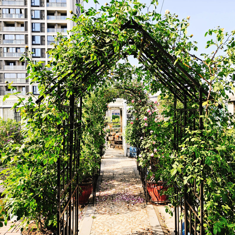 Arche de jardin en métal, barrière, rosier, vignes, tube galvanisé, revêtement à deux couches, support de charge stable, arche de pièce de décoration avec une largeur de 59,61 pouces, hauteur de 99,5 po, idéale pour le jasmin et la rouille de fer Ivy
