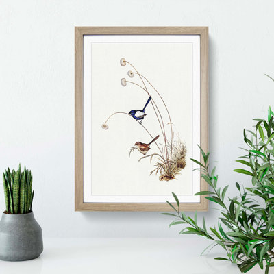 White-Winged Wren by Elizabeth Gould - Framed Print