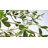 Chatwin 7FT Artificial Black Olive Tree for Home & Office Decor