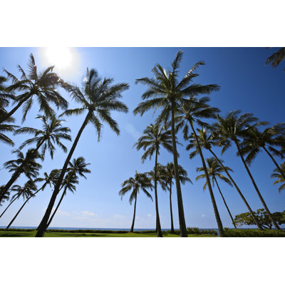 Giant Coconut Palm Trees by Akurtz