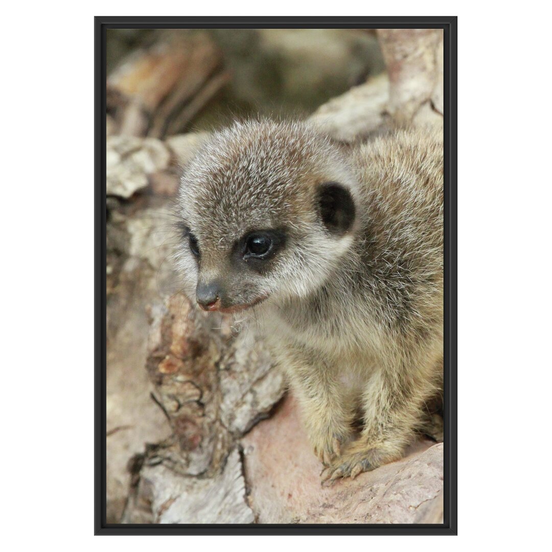 Gerahmtes Wandbild junges Erdmännchen auf Baum