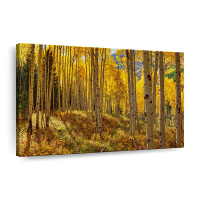 " Autumn Aspen Forest Colorado USA " 3 - Pieces