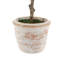 PLANT 2PK POT EUCALYPTUS 10IN CITRUS 16IN