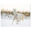 «Farmhouse White Horse Run in Snow», reproduction de photo sur toile tendue-29490646