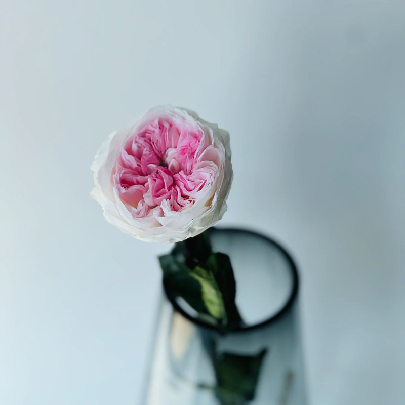 Arrangement de roses préservées dans un vase