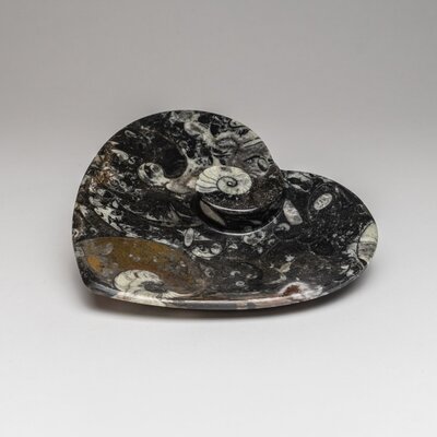 Polished Ammonite and Orthoceras Fossil Plate -  Astro Gallery of Gems, PF-3