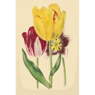Ensemble de tulipes I