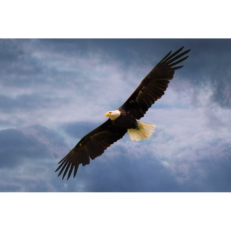 American Eagle - Wrapped Canvas Print, 51cm H x 76cm W x 3.8cm D
