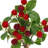 11" Wild Raspberry Bundle 