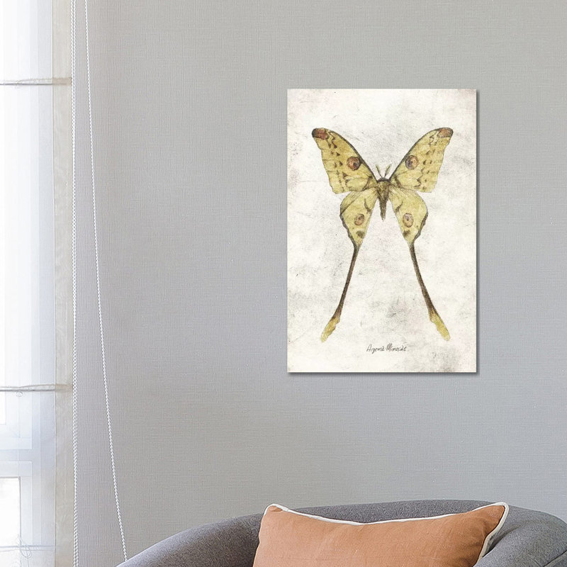 Argema Mimosae by Mike Koubou - Print on Canvas, Wrapped Canvas, 66.04cm H x 45.72cm W x 1.91cm D